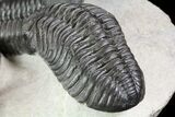 Four Large Pedinopariops Trilobites - Killer Piece! #76395-4